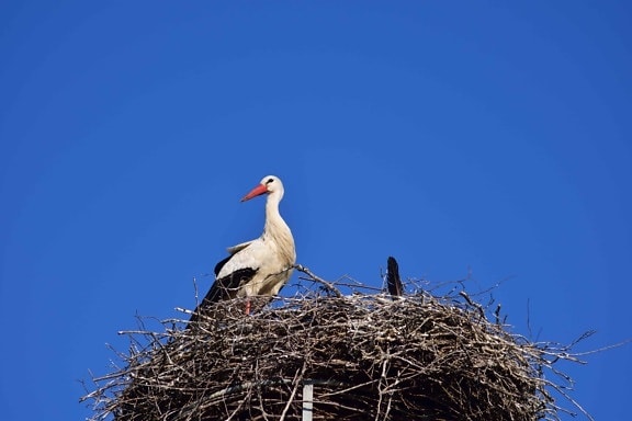 nest, nature, wildlife, blue sky, bird, stork, beak, outdoor, animal
