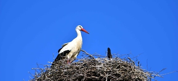 blue sky, bird, nest, stork, nature, wildlife, animal, beak