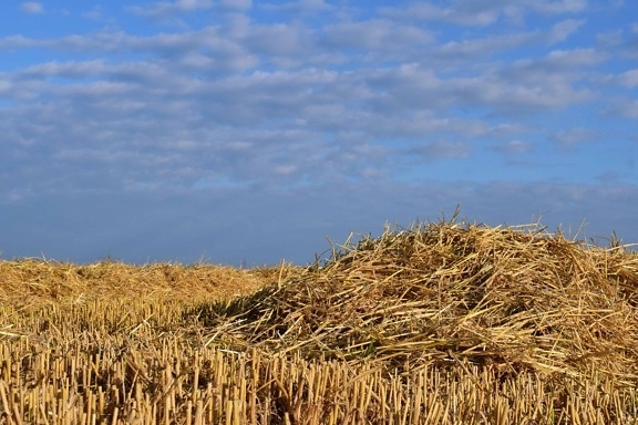 зърнени култури, слама, селското стопанство, поле, лятна, лятно, синьо небе, пейзаж