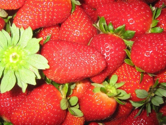 Berry, nutrisi, merah, lezat, manis, stroberi, daun, makanan, buah