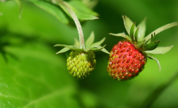 summer, fruit, berry, nature, leaf, food, strawberry, sweet
