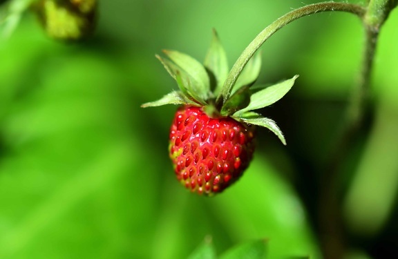 leaf, nature, summer, garden, fruit, food, strawberry, berry