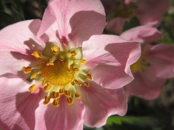 โรส ดอกไม้ ดอกไม้ สวน ธรรมชาติ กลีบ พืช ดอก สีชมพู