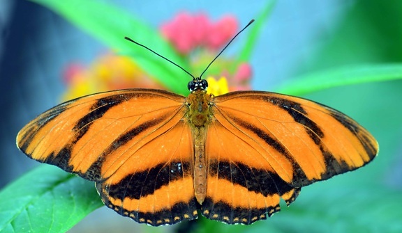 ljeto, beskralješnjaka, insekata, prirodu, biljni i životinjski svijet, leptir