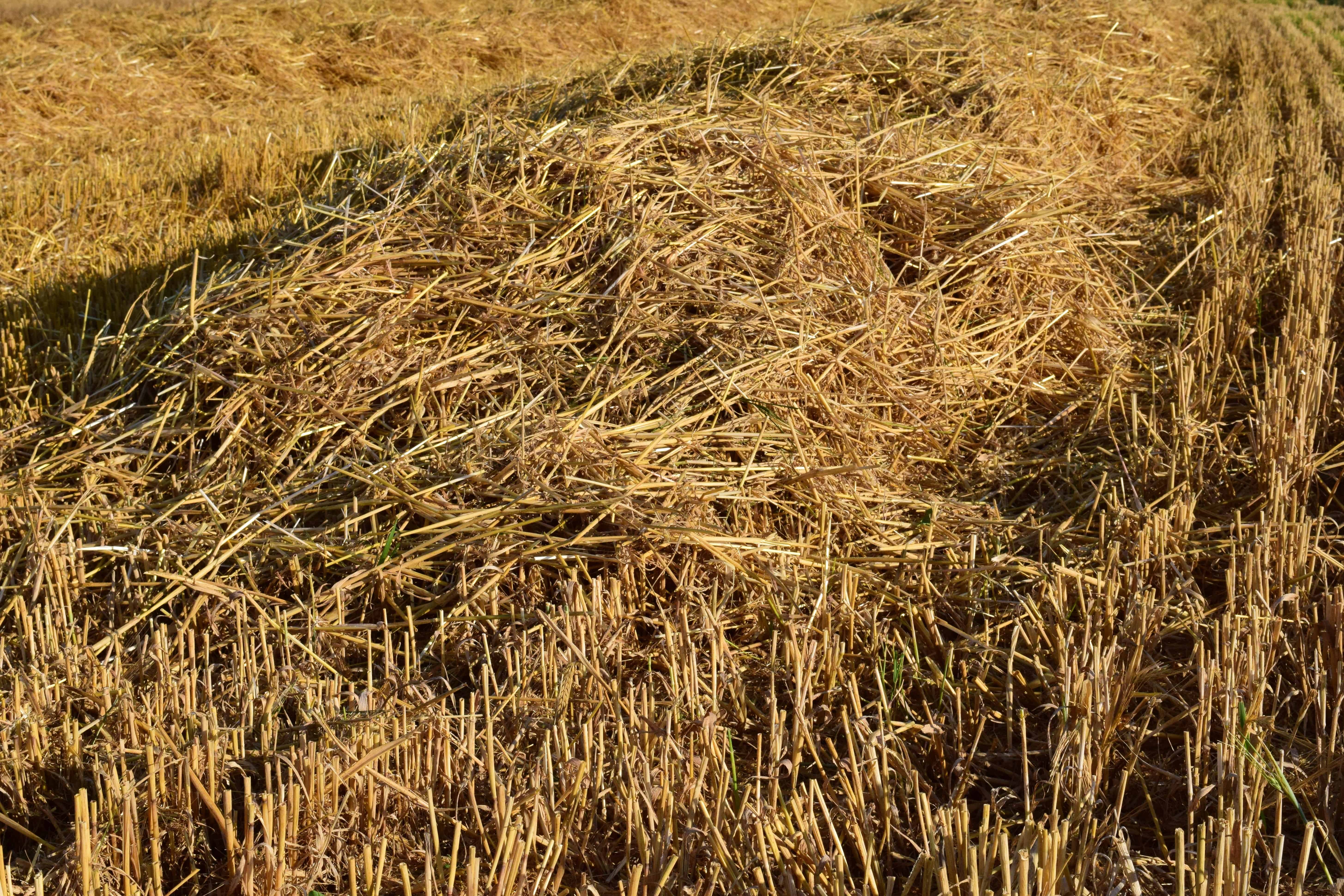 Что лучше солома или сено. Стерня пшеницы. Солома. Солома на поле. Сухое сено.