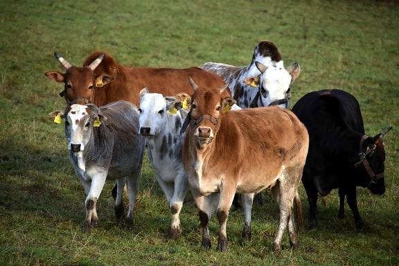αγελάδα, λειμώνες, γρασίδι, ζώα, βοοειδή, γεωργία, μοσχάρι