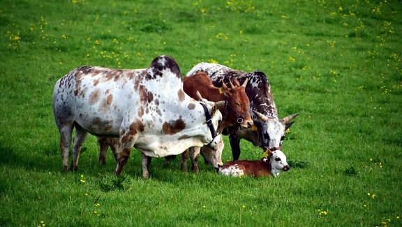 пастбищ, корова, животное, сельское хозяйство, скот, поле, трава