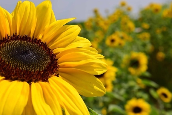 Landwirtschaft, Bio, Umwelt, Sonne, Sonnenblume, Blatt