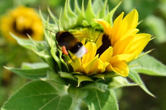 слънчоглед, пчела, насекоми, цвете, венчелистче, лято, растение, билка