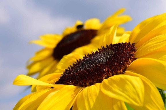 слънчоглед, цвете, растение, лято, венчелистче, селското стопанство, дневна светлина, синьо небе