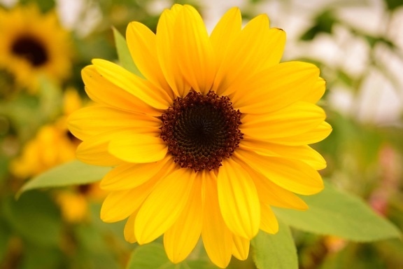 Wildflower, цвете, венчелистче, завод, лято, Градина, цвят
