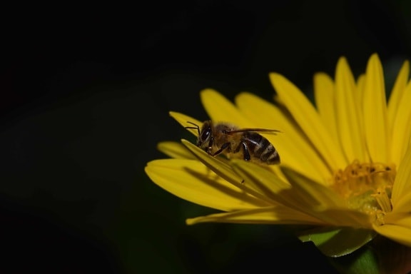 Bee, makro, detaljer, mørke, insekt, blomst, leddyr, kronblad, plante, sommer