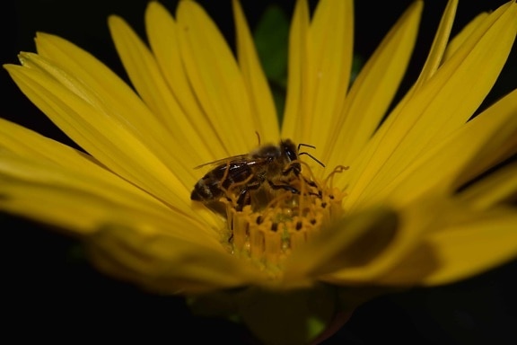 rostlin, květina, včela, makro, hmyzu, detailů stín