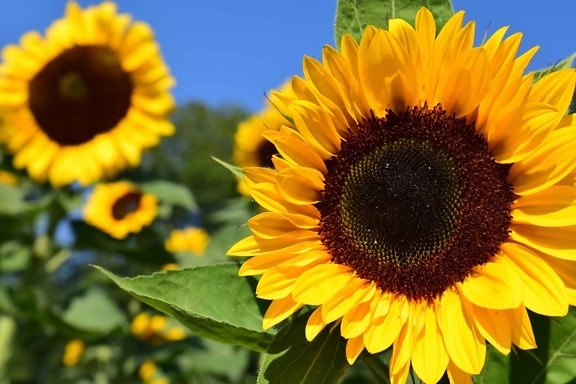 bunga matahari, bunga, Lapangan, musim panas, pertanian, tanaman, kelopak, langit biru