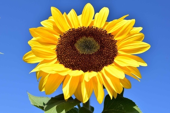 bunga matahari, bunga, langit biru, makro, siang hari, pertanian organik, vegetasi