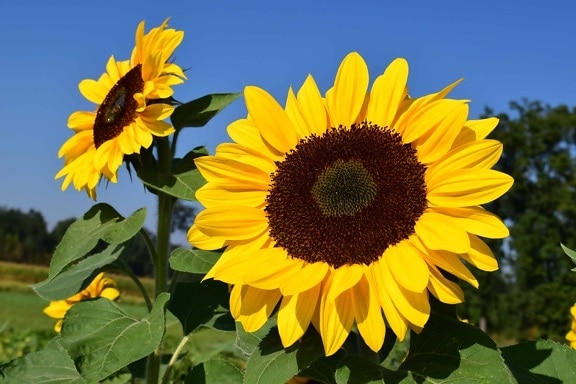 Sonnenblume, blauer Himmel, Tageslicht, Blume, Feld, Landwirtschaft, Pflanzen, Sommer, Blütenblatt