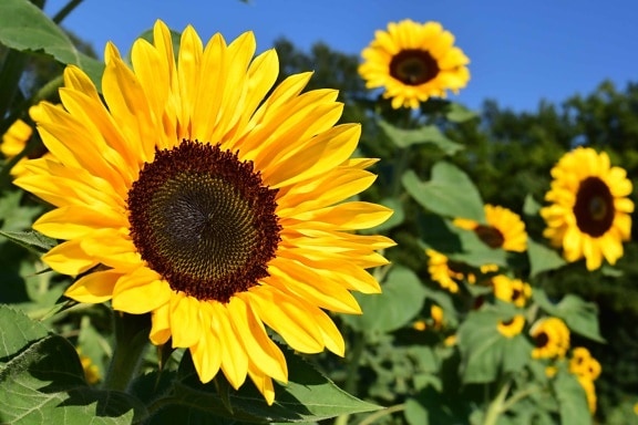 kukka, auringonkukka, maatalouden, ympäristön, auringonvalo