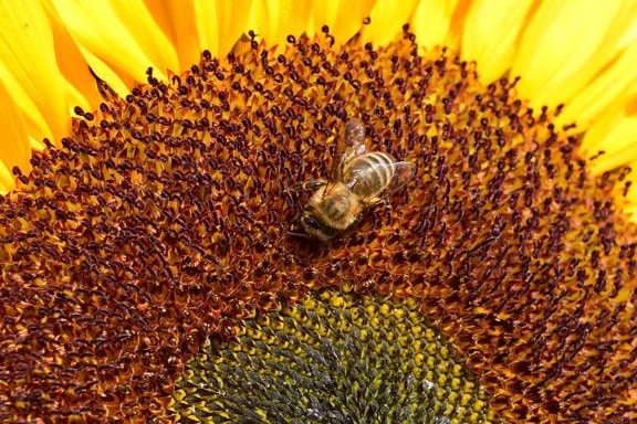 bunga matahari, bunga, musim panas, lebah, kelopak, tanaman, flora, Taman, biji