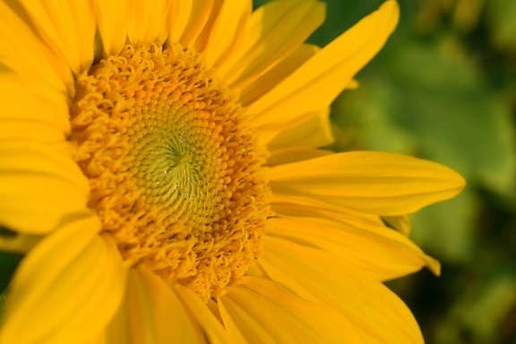 wildflower, yellow, pollen, pistil, petal, plant, flora, daylight, summer, blossom, garden