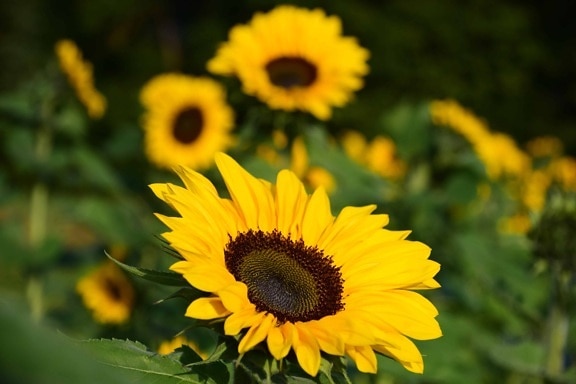 Blume, Landwirtschaft, Sonnenblume, Pollen, Tageslicht, outdoor, Makro