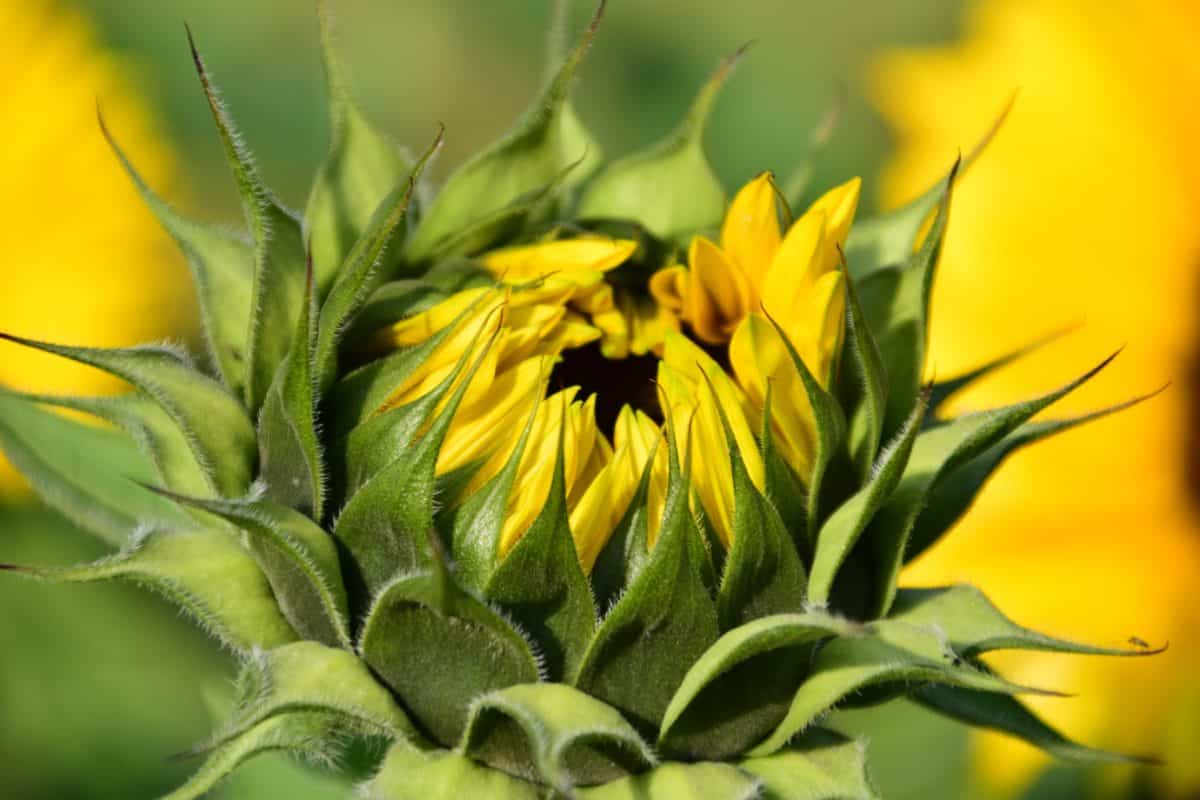 sunflower, detail, macro, daylight, organic, agriculture, green leaf