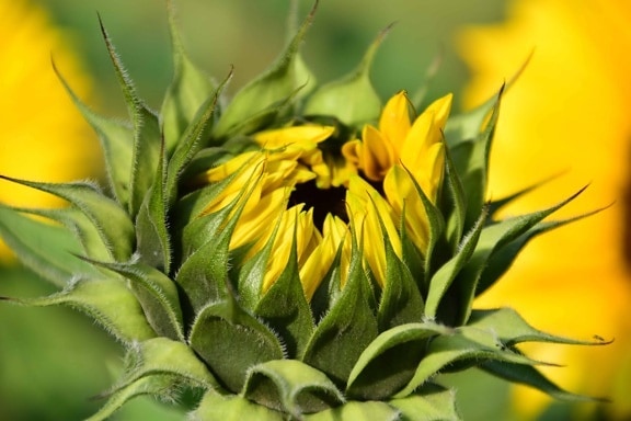 Sunflower, detail, makro, siang hari, organik, pertanian, hijau daun