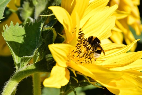 Bumblebee, auringonkukka, kukka, kasvi, terälehti, hyönteinen, kesä, flora