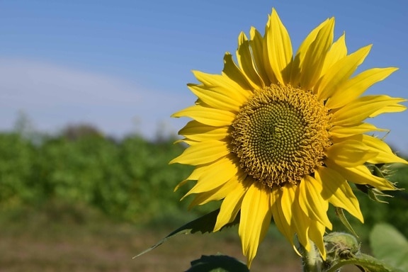plant, sunflower, flower, blue sky, field, agriculture, daylight, outdoor