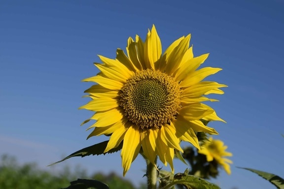 auringonkukka, kukka, kasvi, kenttä, maatalous, kesä, terälehti