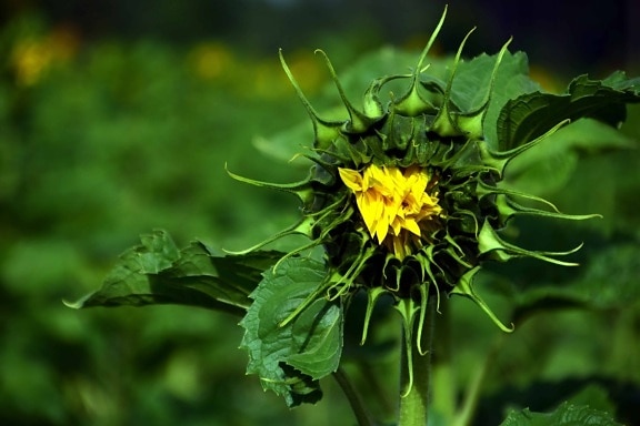 Kostenlose Bild Sommer Blatt Natur Flora Sonnenblume Blume Feld Landwirtschaft