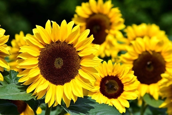flower, sunflower, agriculture, daylight, herb, summer, pollen, pistil