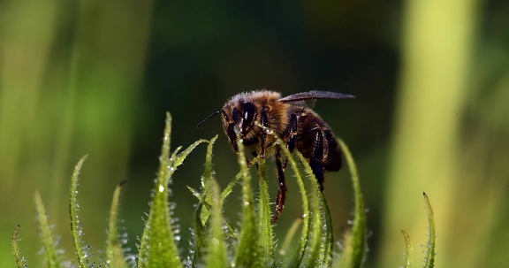แมลง ผึ้ง สัตว์ขาปล้อง กระดูกสันหลัง พืช ดอกไม้ แมโคร หญ้าสีเขียว