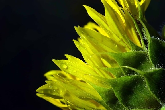 sunflower, dew, detail, leaf, beautiful, petal, plant, blossom, summer, sunlight