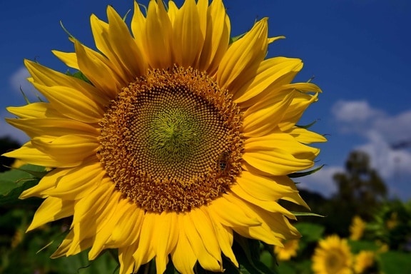 Sonnenblume, Blume, Sommer, Pflanze, Feld, Landwirtschaft, Blütenblatt