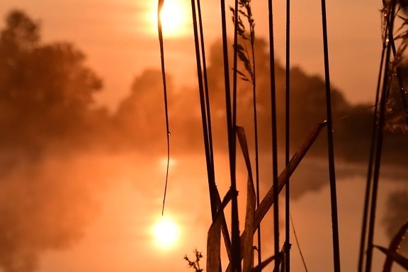 Sunset, silhouette, Hồ, sương mù, sương mù, bầu trời, reed cỏ, sun