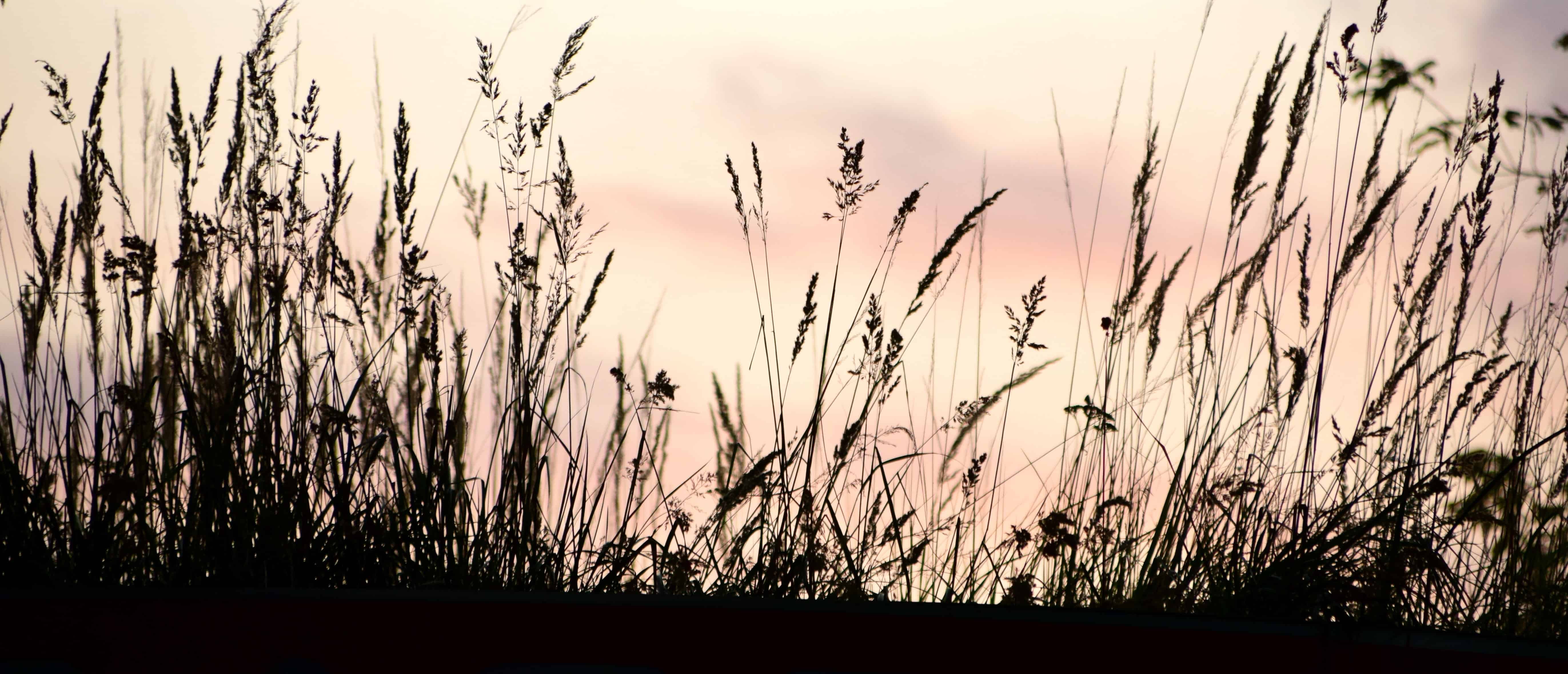 Free picture grass  reed grass  sky silhouette plant 