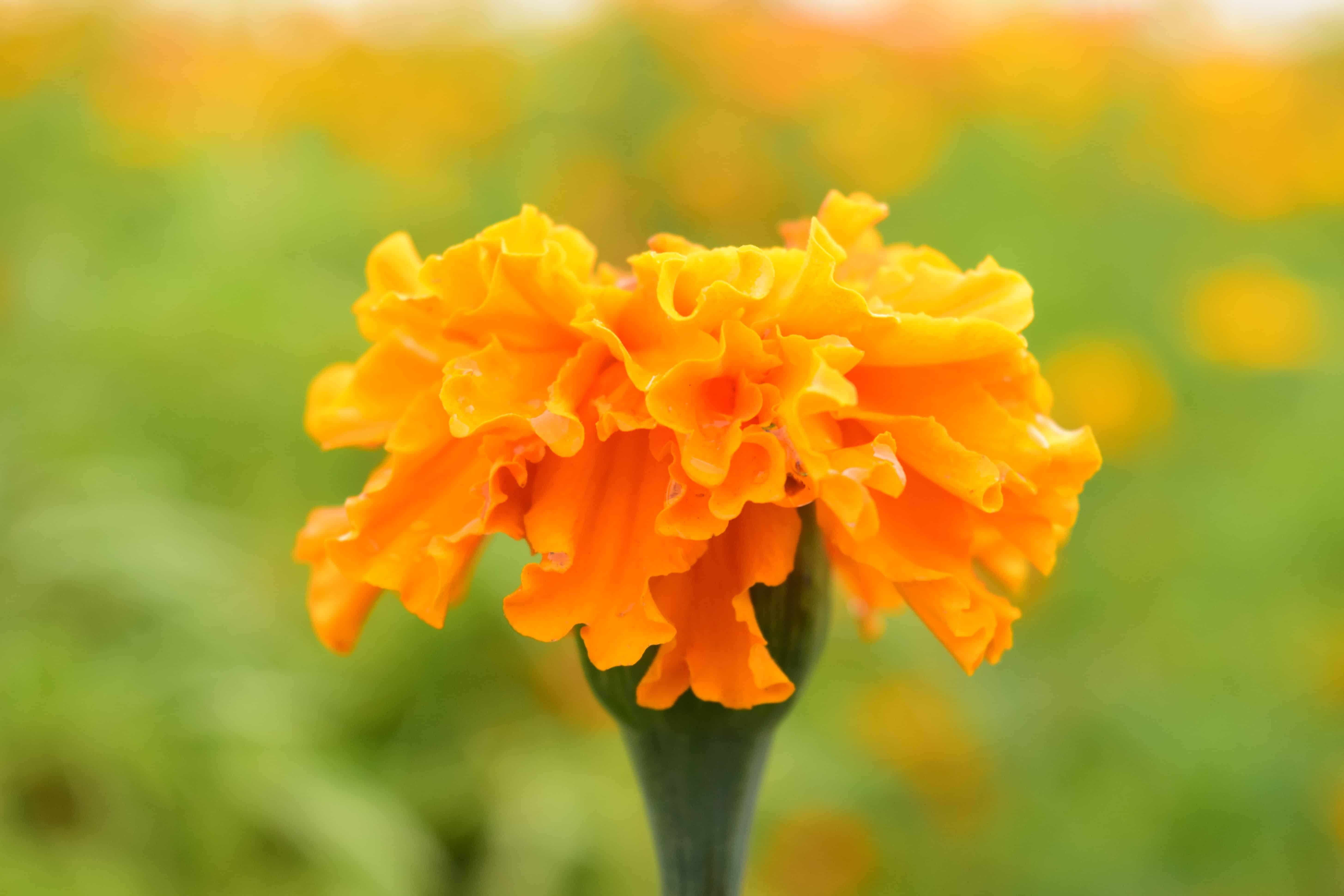 Оранжевая гвоздика. Нарцисс, календула. Гвоздика Колумбия оранжевая. Оранжевые цветы в саду. Цветок с оранжевым соцветием.