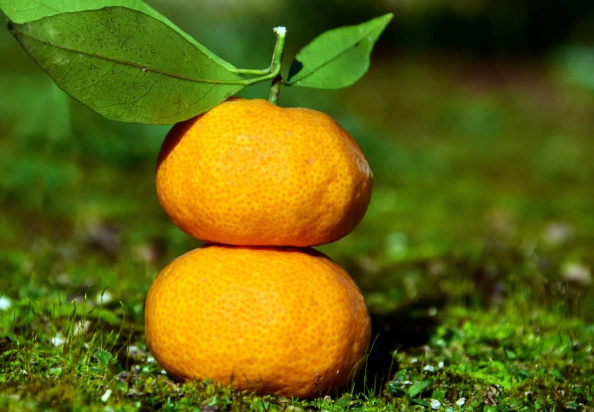 ผลไม้ ส้ม ส้ม แมนดาริน วิตามิน ใบไม้เขียว อาหาร มอส