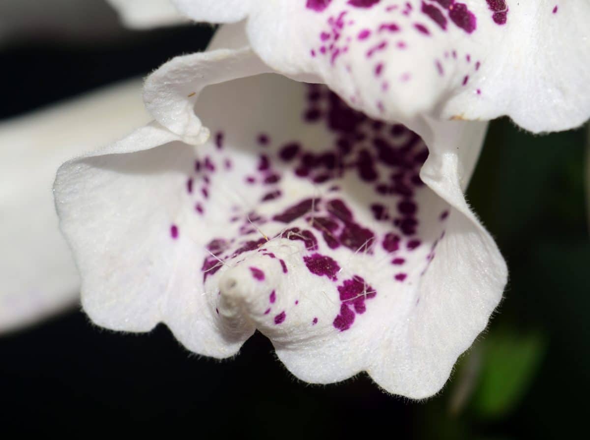 Bijela orhideja, makronaredbe, šarene, latica, cvijet, biljka, unutarnji