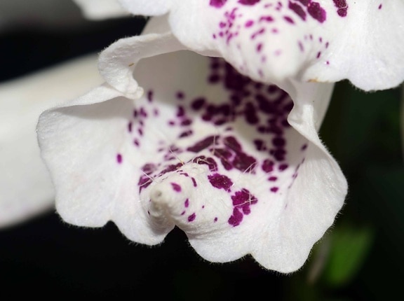 Biała orchidea, makro, kolorowe, Płatek, kwiat, roślin, kryty