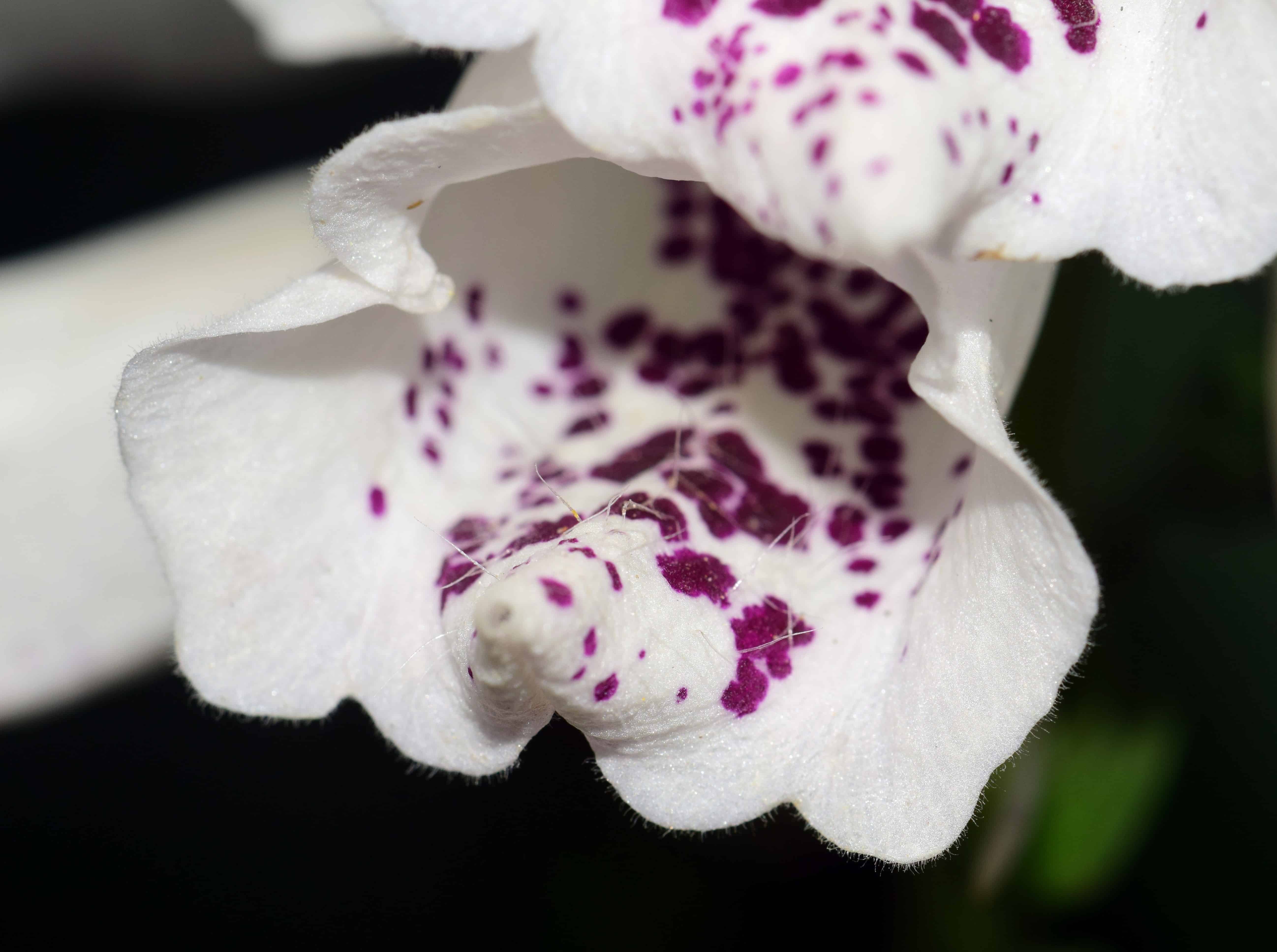 Imagen gratis: Orquídea blanca, macro, colorido, Pétalo, flor, planta,  interior