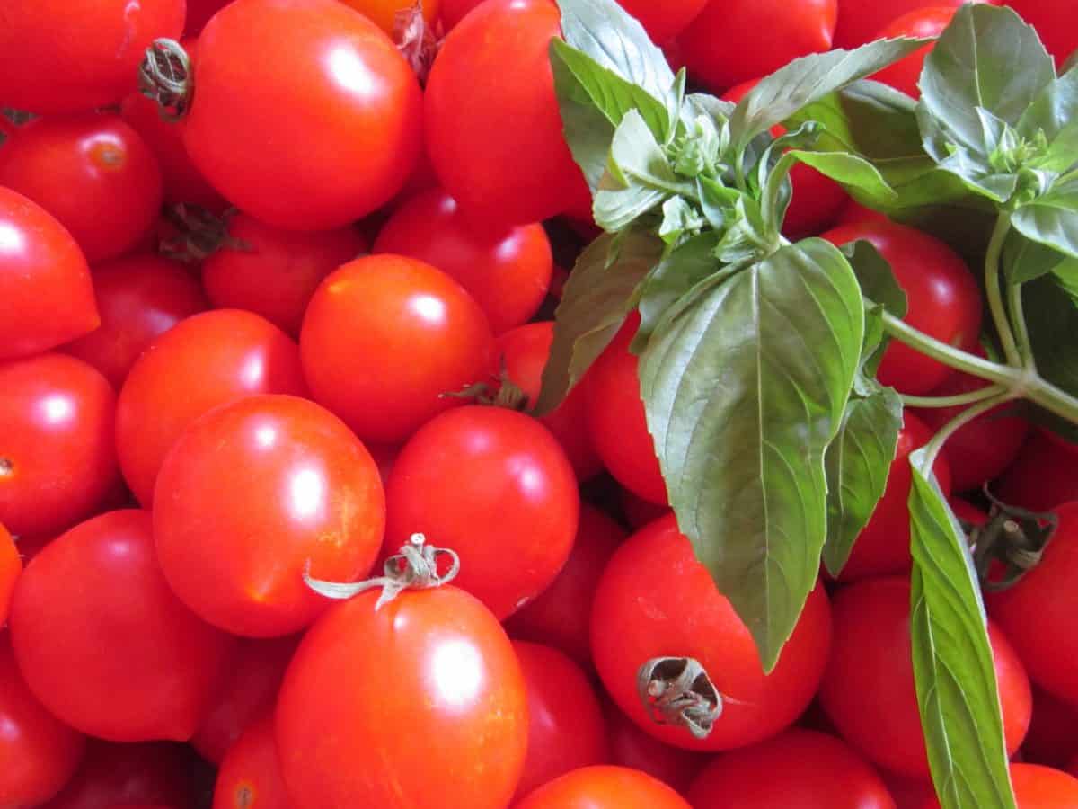 トマト、バジル、緑の葉、野菜、ハーブ、食品、植物、有機、ダイエット、ビタミン