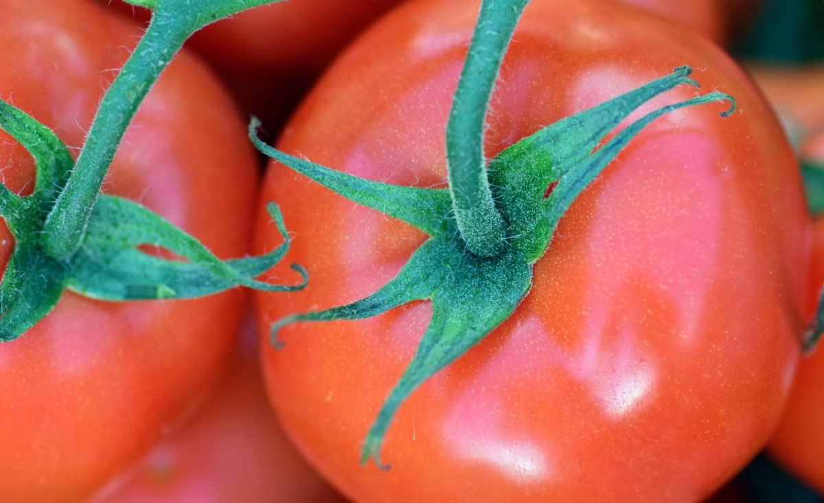 tomate, vegetales, alimento, fruta, macro, roja, verde hoja