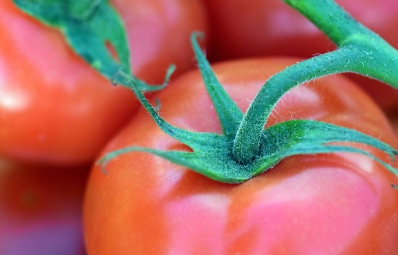 paradajka, zelenina, potraviny, bylina, makro, červené, zelené listovej
