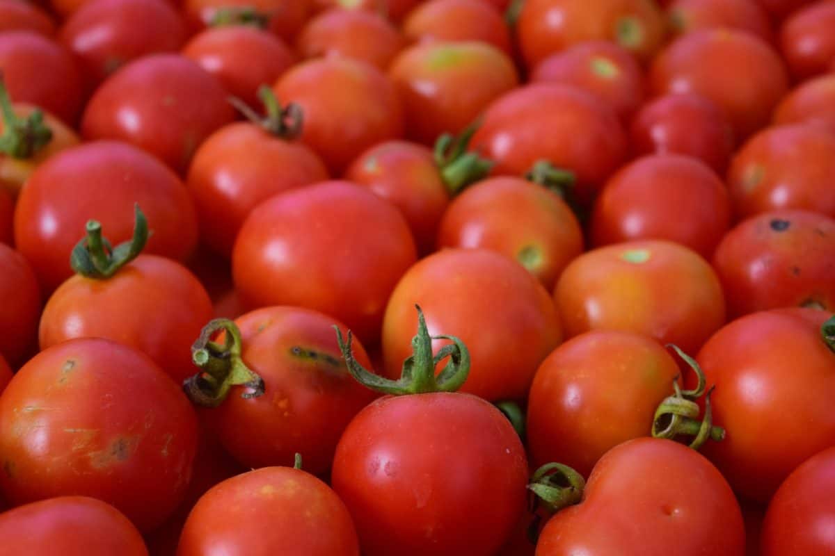 tomat, grönsaker, ört, mat, växt, vitamin, röd, Vegetarisk, jordbruk