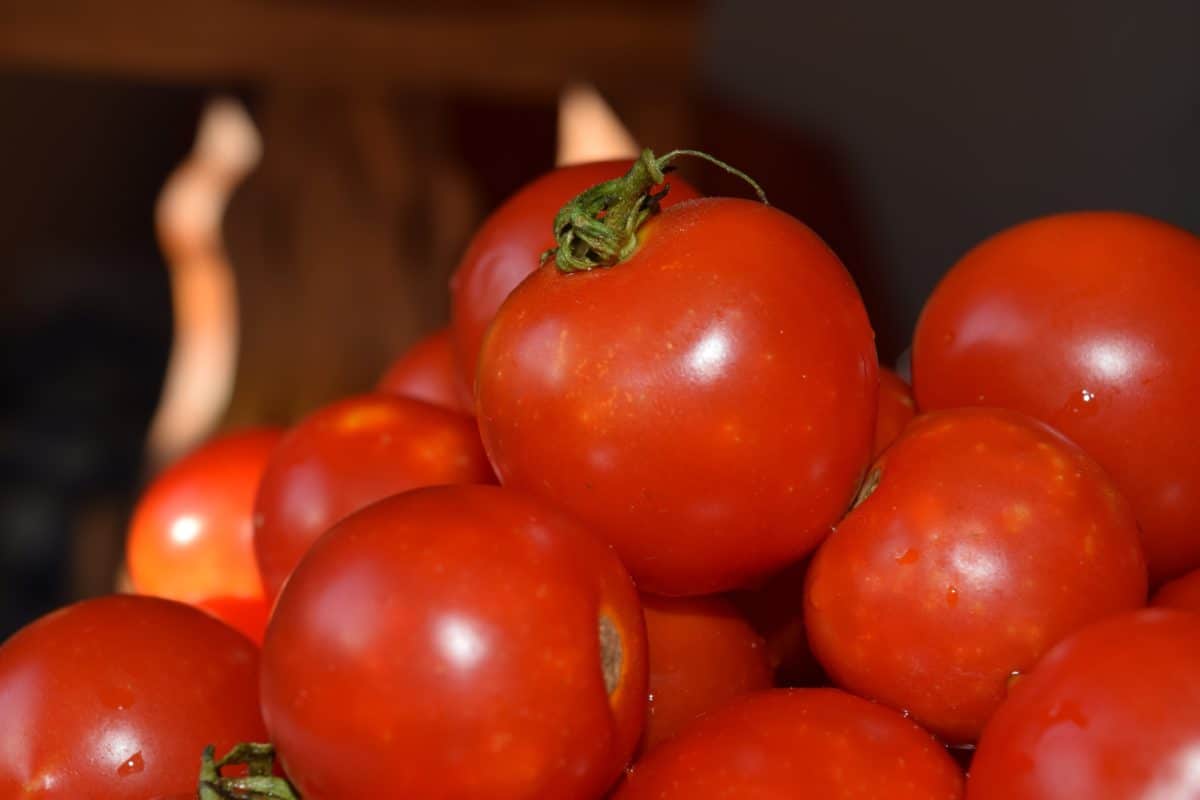 paradajok, zeleniny, bylina, jedlo, rastliny, šalát, organické, vitamín