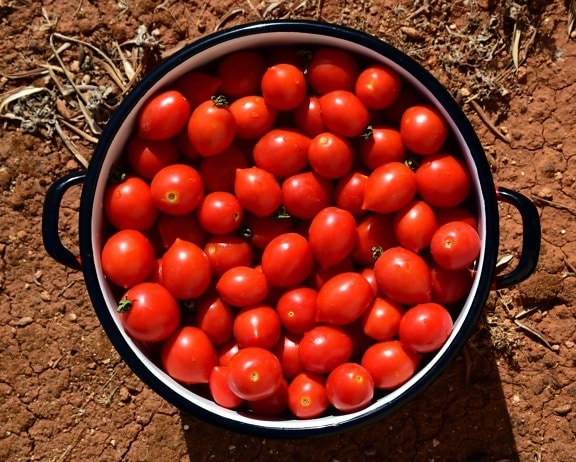 tomato, vegetable, food, diet, nutrition, herb, berry