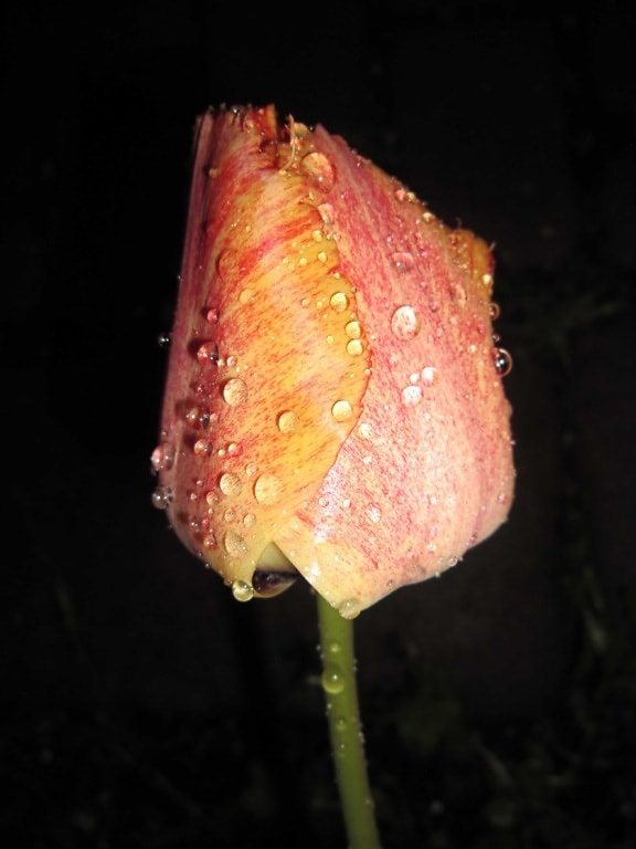 příroda, Tulipán, Rosa, vlhkost, makro, detail, květin, rostlin, petal