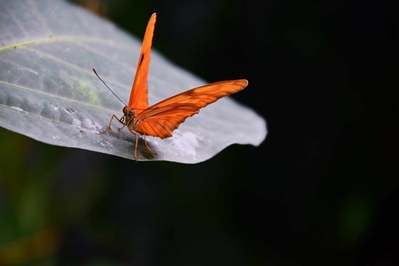 hmyzu, motýľ, makro, voľne žijúcich živočíchov, prírody, mimikry, leaf, moth, ARTHROPODA