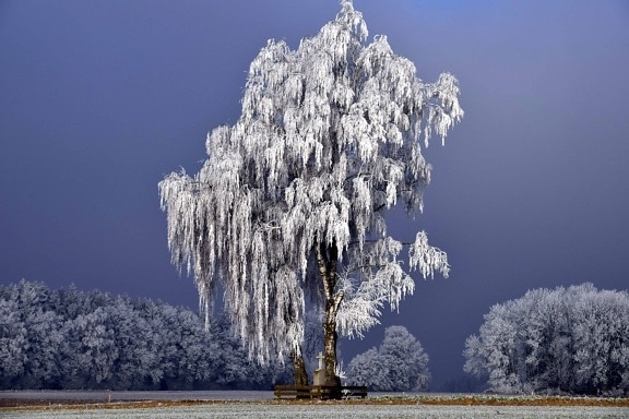 drevo, zimné, sneh, príroda, krajina, strom, lesa, modrú oblohu